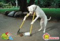 /album/photo-gallery/self-cleaning-dog-jpg/